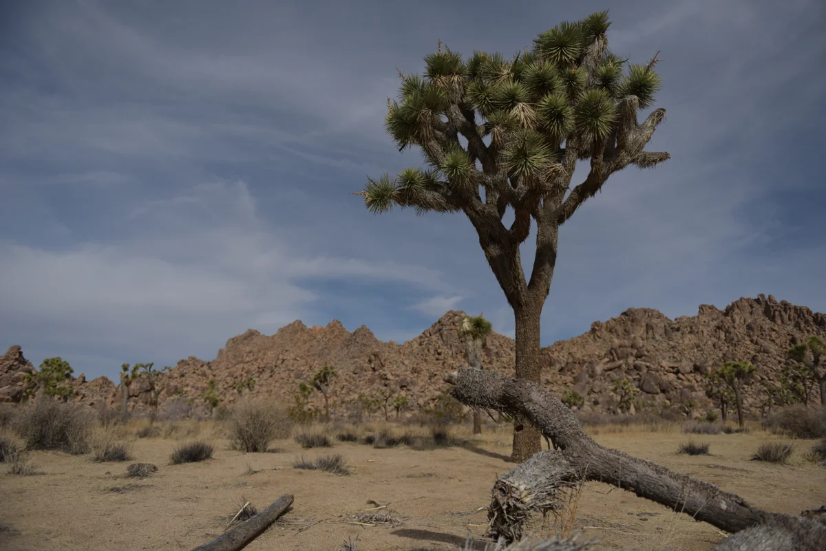 Joshua trees and desert landscape in Joshua Tree National Park